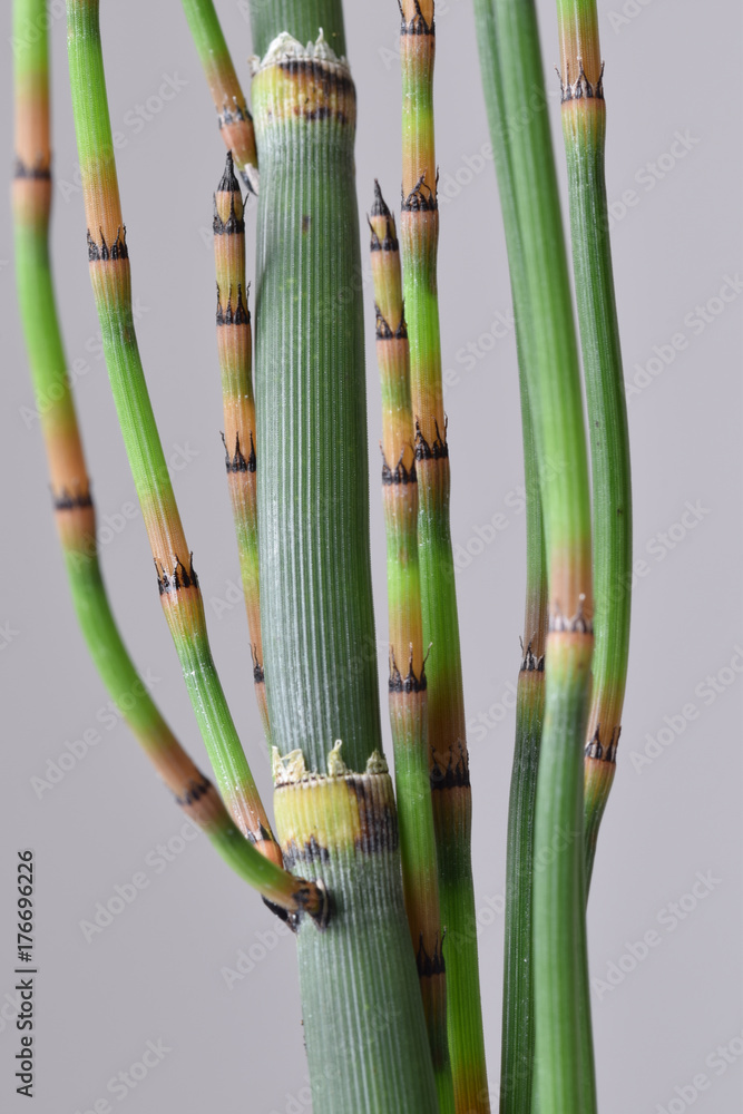 Obraz premium Marsh grass from a bog garden