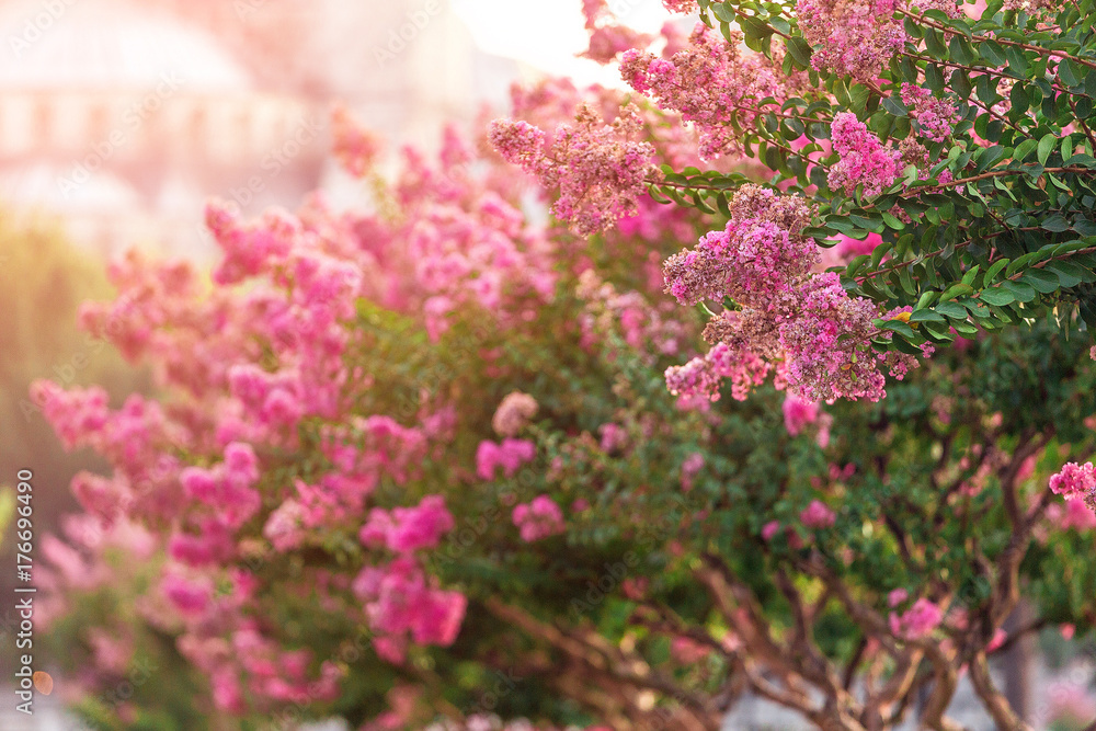 Blooming magnolia tree with pink flowers at Sultan Ahmet square in Istanbul Blooming magnolia tree with pink flowers at Sultan Ahmet square in Istanbul