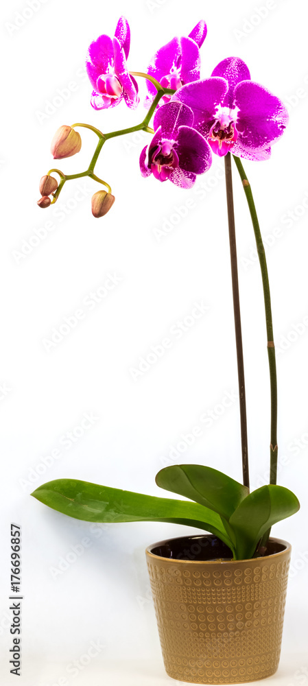Naklejka premium orchidée fuchsia 