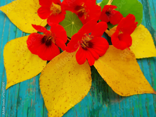 Autumn leaves with red flowers of nasturtium composed in a bouquet
