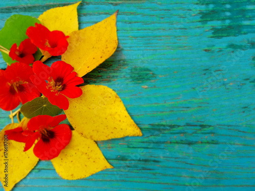 Autumn leaves with red flowers of nasturtium on a wooden background