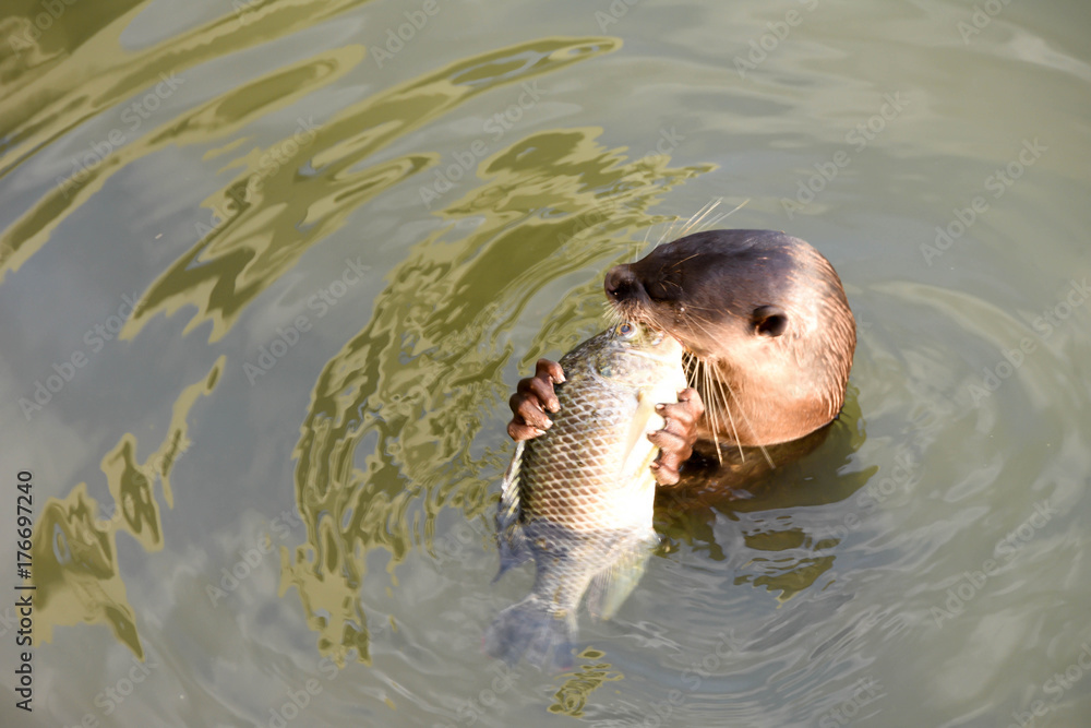 Fototapeta premium Sea lion eating fish on waters