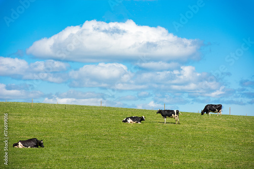 Swedish cow on a meadow