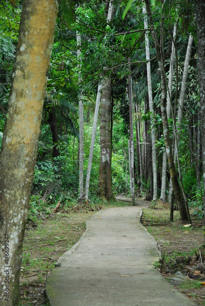 Fototapeta premium Sentier