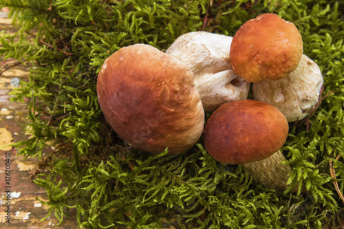 Mushrooms edible forest on a background of green grass selective focus with copy space