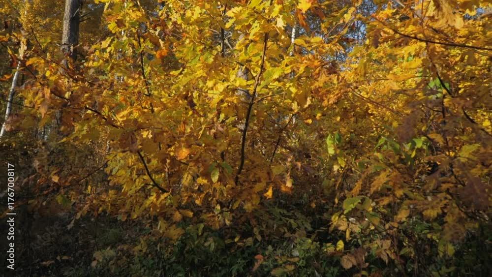 Virgin autumn forest. Camera moves slowly in the thickets of autumn forest with yellow leaves in rays of the morning sun. Shot using an a camera crane. Virgin autumn forest. Camera moves slowly in the thickets of autumn forest with yellow leaves in rays of the morning sun. Shot using an a camera crane.