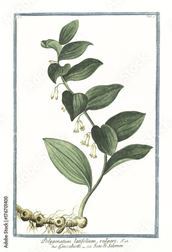 Old botanical illustration of Polygonatum latifolium vulgare. By G. Bonelli on Hortus Romanus, publ. N. Martelli, Rome, 1772 – 93