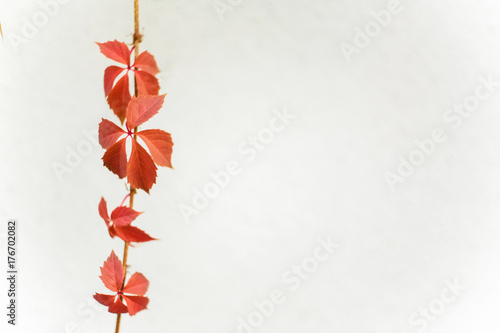 Autumn leaves of grapes on a white background Autumn