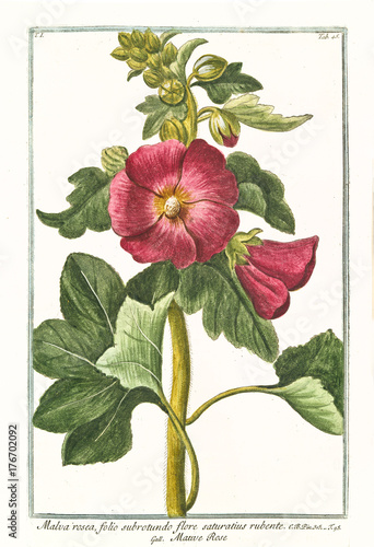 Old botanical illustration of  Malva rosea, flore saturatius rubente, (Alcea rosea). By G. Bonelli on Hortus Romanus, publ. N. Martelli, Rome, 1772 – 93 photo