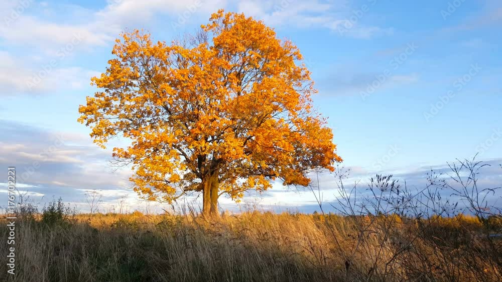 Maple tree showing the colors of autumn
