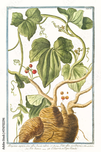 Old botanical illustration of Bryonia aspera (Bryonia alba). By G. Bonelli on Hortus Romanus, publ. N. Martelli, Rome, 1772 – 93 photo