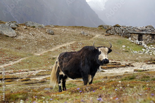 Гималайский як стоит в долине на фоне гор.