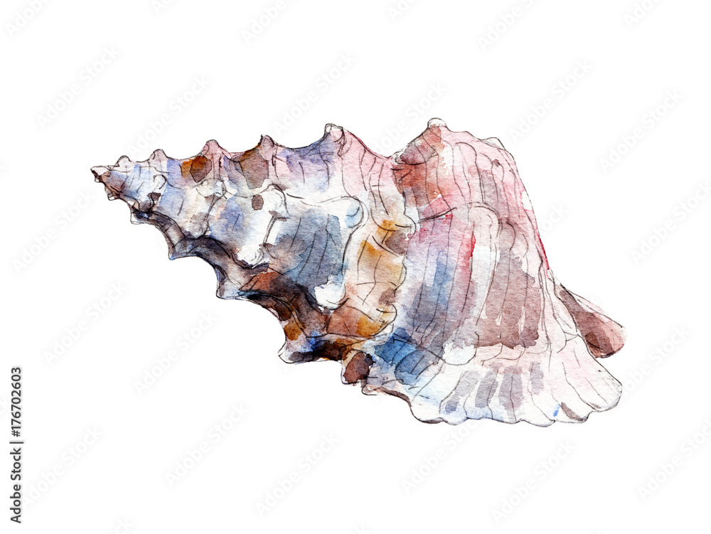 The seashell, watercolor illustration isolated on white background. The seashell, watercolor illustration isolated on white background.