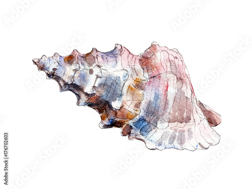 The seashell, watercolor illustration isolated on white background.