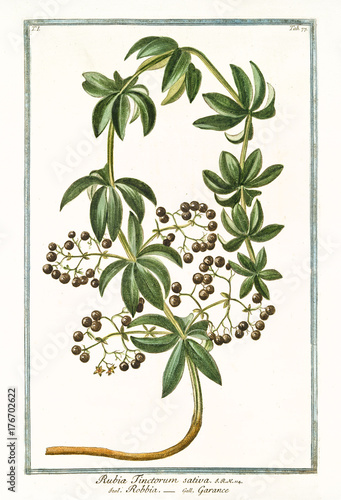 Old botanical illustration of Rubia tinctorum sativa. By G. Bonelli on Hortus Romanus, publ. N. Martelli, Rome, 1772 – 93 photo