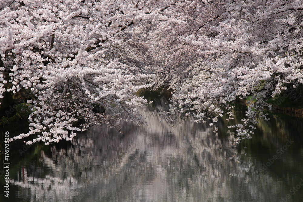 弘前城 お堀と桜
弘前城 お堀と桜