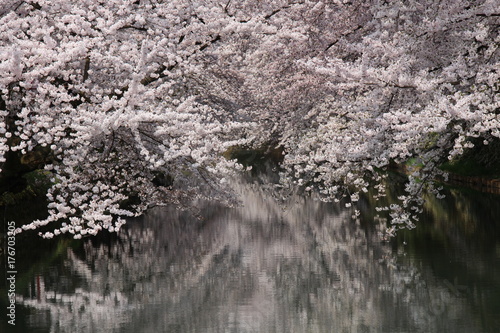 弘前城 お堀と桜 
