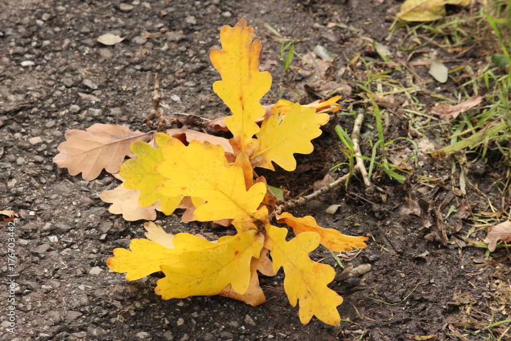 Colored leaves on trees in autumn Colored leaves on trees in autumn