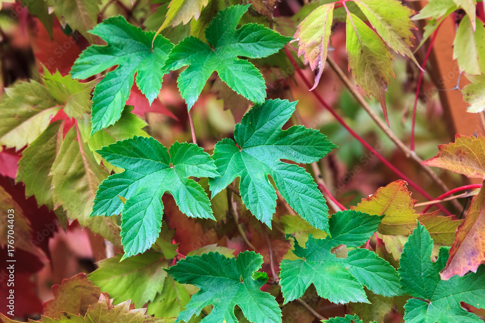 Background of wild grapes with red, green and yellow leaves. Background of wild grapes with red, green and yellow leaves.