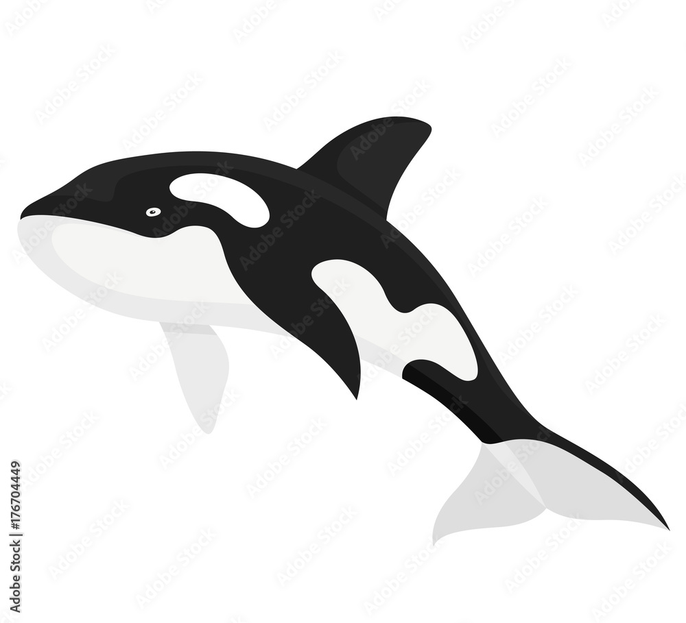 Fototapeta premium Killer whale fish