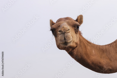 Print op canvas camels feeding