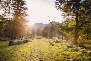 Sunset behind tree in the forest with sky and mountains in the background