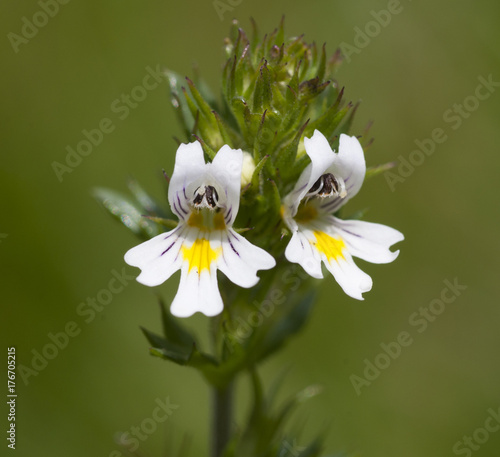 Eyebright (euphrasia officinalis)