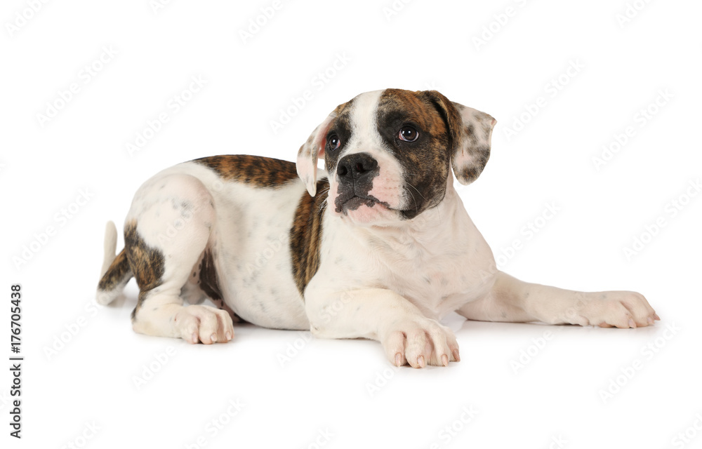 American Bulldog isolated on white background