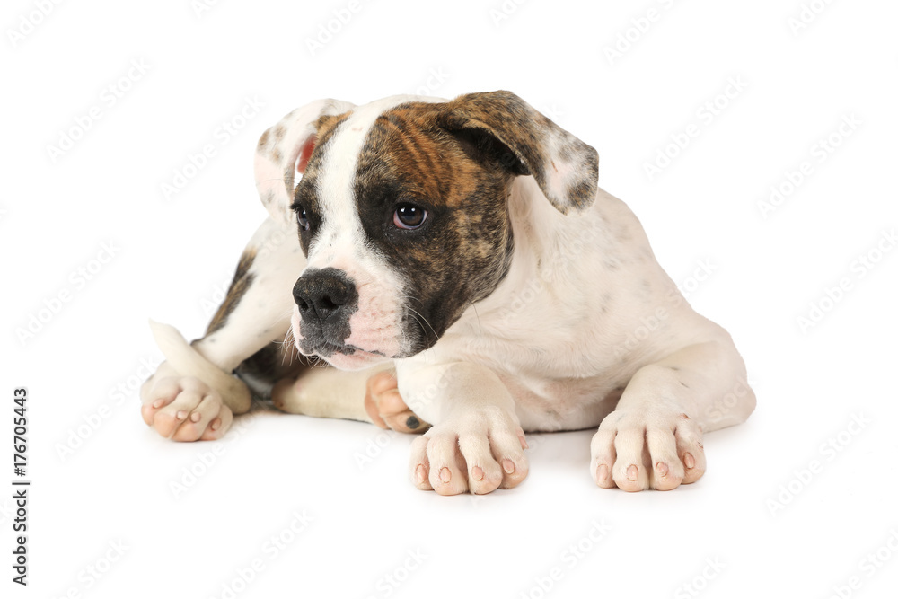 American Bulldog lying on white background