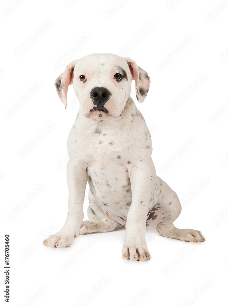 American Bulldog puppy isolated on white background American Bulldog puppy isolated on white background