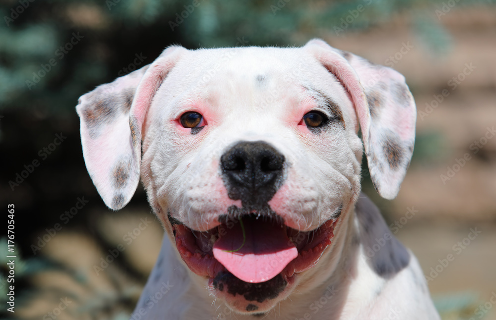Portrait of American Bulldog puppy Portrait of American Bulldog puppy