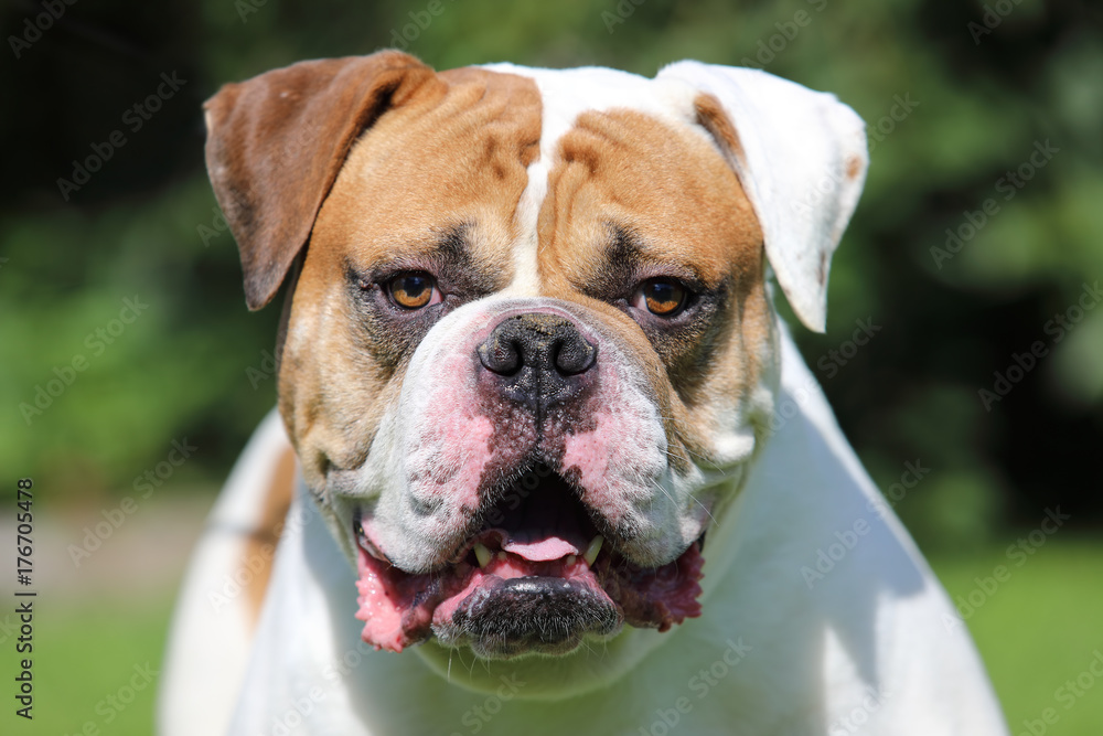 American Bulldog Dog portrait