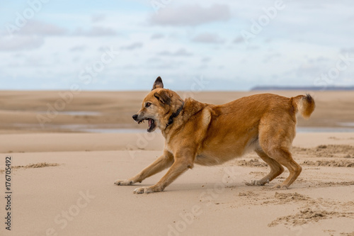 Fototapeta Naklejka Na Ścianę i Meble -  Spielender Hund: Angriff