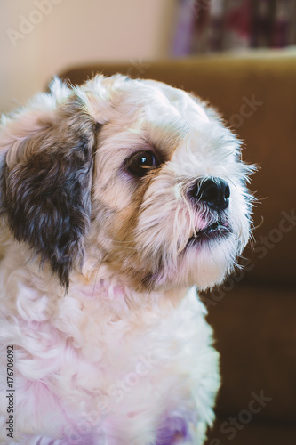 Short hair white Shih tzu d...