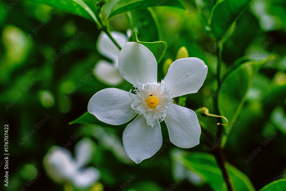 Obraz premium Wrightia antidysenterica, beautiful small white flower in the garden