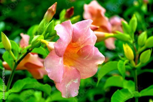 Allamanda violacea, beautif...