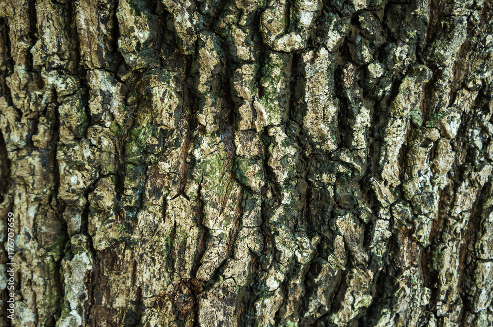 Beautiful nature grunge and dirty wood. Texture of trunk use as natural background. Beautiful nature grunge and dirty wood. Texture of trunk use as natural background.