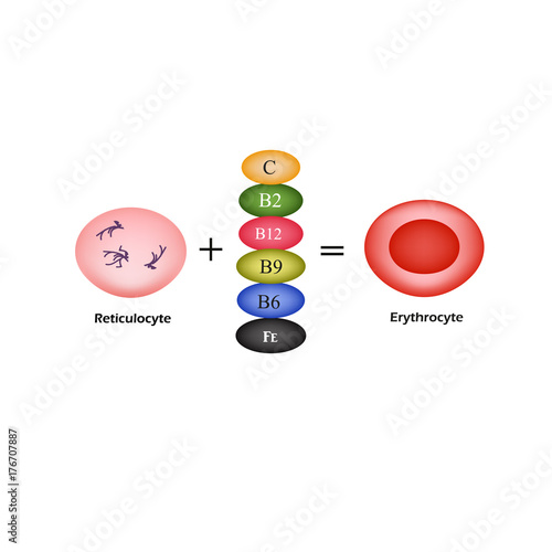 Vitamins are essential for the development of red blood cells. Erythrocyte. Vector Illustration