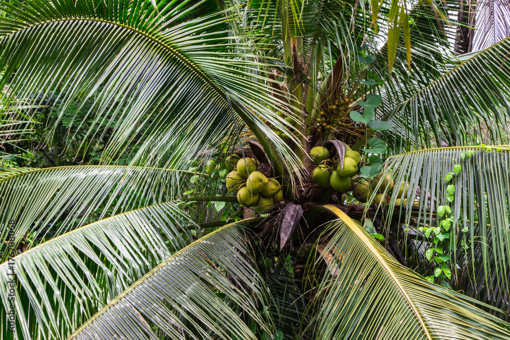 Fototapeta premium Coconut : ココナッツ・ヤシの木