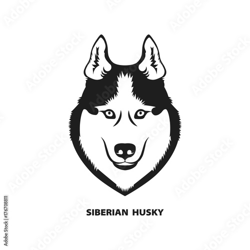 Siberian husky dog head. Vector illustration.