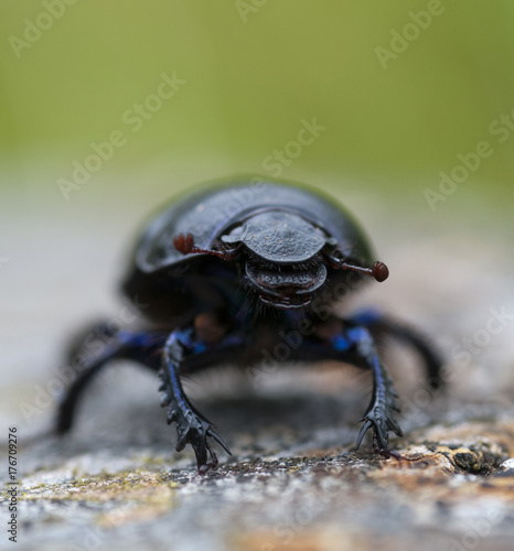 Dor beetle (Geotrupes stercorarius) photo