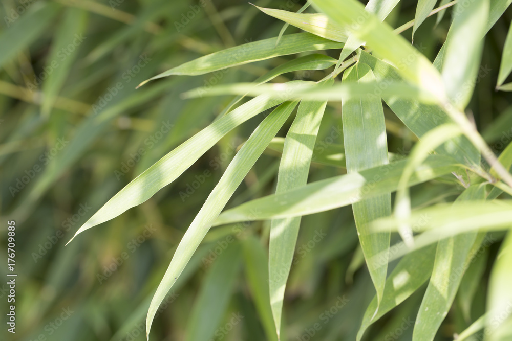 Fototapeta premium Closeup of bamboo leaves with morning sunlight.