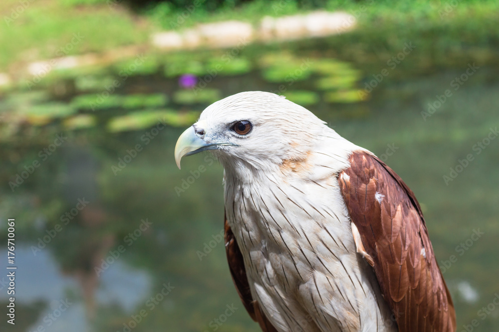 Eagle :  ワシ・鷲