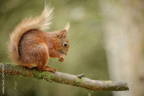 Cheeky red squirrel