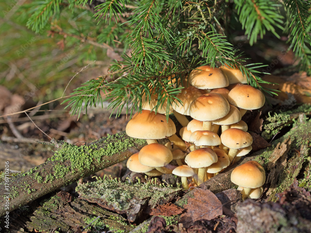 Graublättriger Schwefelkopf, Hypholoma capnoides Graublättriger Schwefelkopf, Hypholoma capnoides