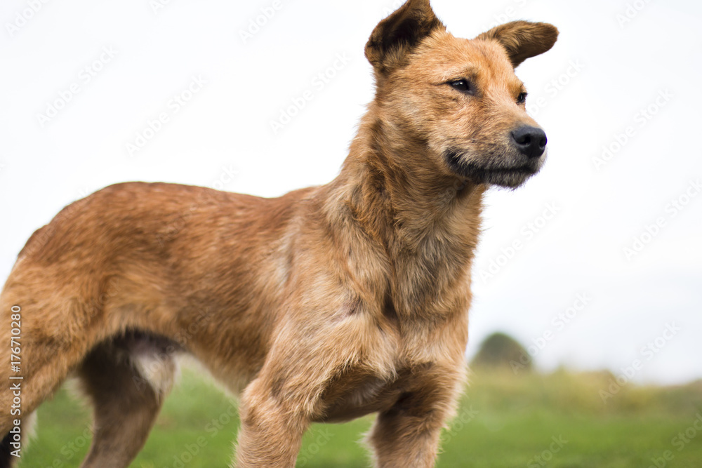 Stray dog proudly standing in park and curiosly looking, orange hair Stray dog proudly standing in park and curiosly looking, orange hair