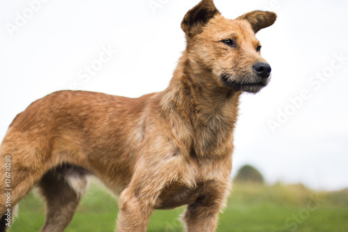 Stray dog proudly standing in park and curiosly looking, orange hair