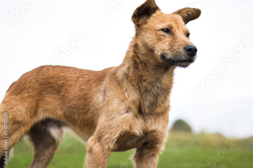 Stray dog proudly standing in park and curiosly looking, orange hair © Robert Petrovic