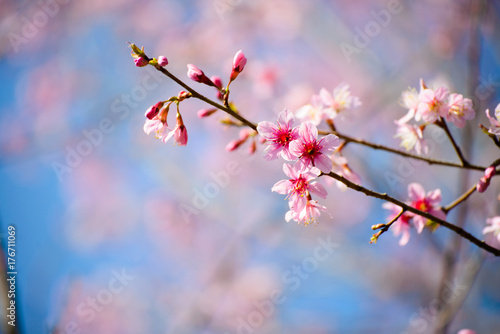 Cherry Blossom Sakura flowers with blue sky background at Phu Lom Lo, Loei province, Thailand.