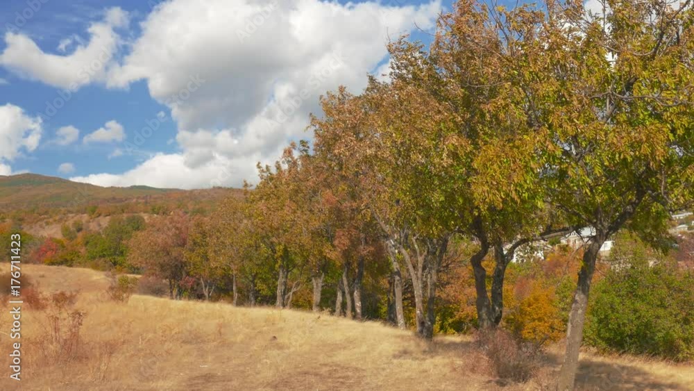 Multicolored trees against the sky with clouds / Beautiful landscape of mountains and colorful trees in autumn windy day Multicolored trees against the sky with clouds / Beautiful landscape of mountains and colorful trees in autumn windy day